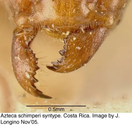 Azteca schimperi specimen JTL073594 image jtl073594_2