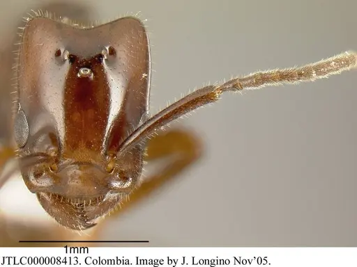 Azteca schimperi specimen JTLC000008413 image jtlc000008413_1