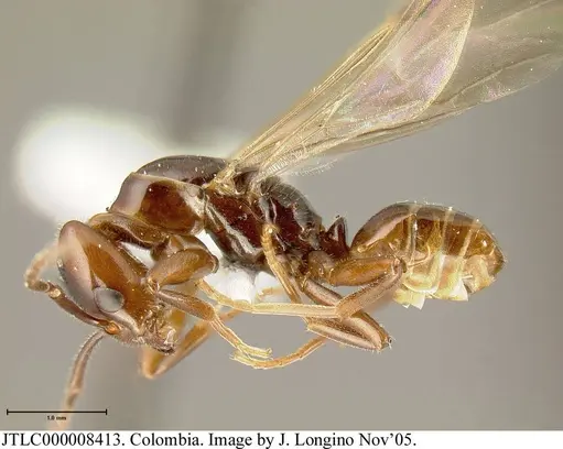 Azteca schimperi specimen JTLC000008413 image jtlc000008413_2
