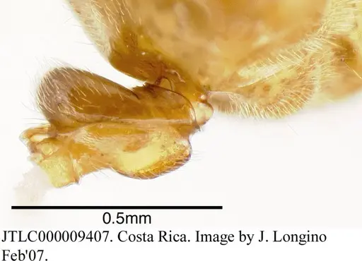 Azteca schimperi specimen JTLC000009407 image jtlc000009407_2