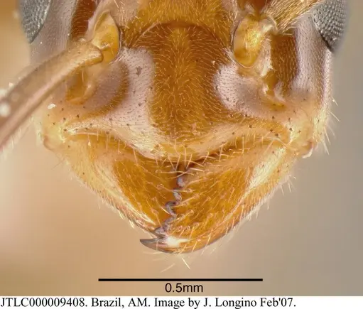 Azteca schimperi specimen JTLC000009408 image jtlc000009408_1
