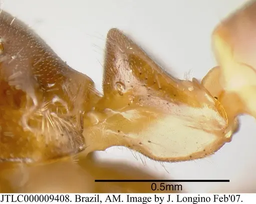 Azteca schimperi specimen JTLC000009408 image jtlc000009408_2