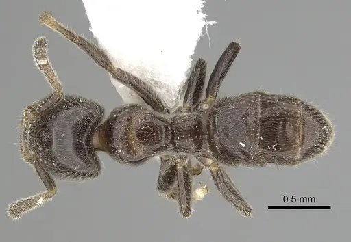 Azteca schumannii specimen CASENT0249550 image casent0249550_1