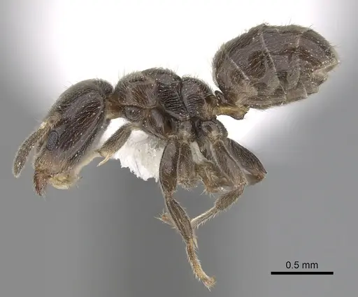 Azteca schumannii specimen CASENT0249550 image casent0249550_3