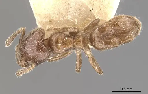 Azteca schumannii specimen CASENT0909671 image casent0909671_1