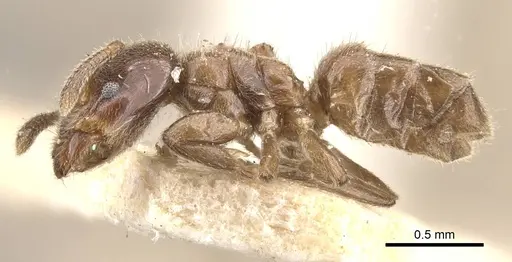 Azteca schumannii specimen CASENT0909671 image casent0909671_3