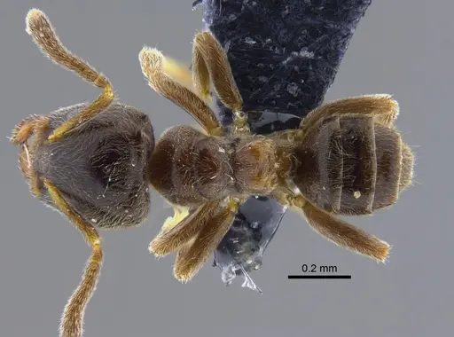Azteca schumannii specimen CBUMAGENT41914 image cbumagent41914_1