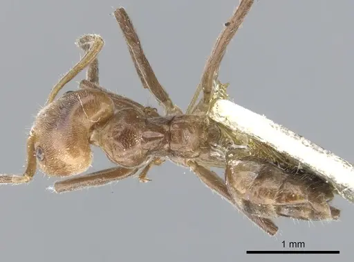 Azteca sericea specimen CASENT0903020 image casent0903020_1