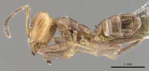 Azteca sericea specimen CASENT0903020 image casent0903020_3