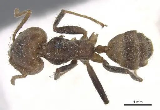 Azteca sericea specimen CASENT0915571 image casent0915571_1