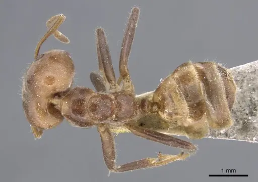 Azteca sericea specimen CASENT0915572 image casent0915572_1