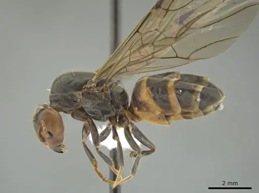 Azteca sericeasur specimen CASENT0635931 image casent0635931_3