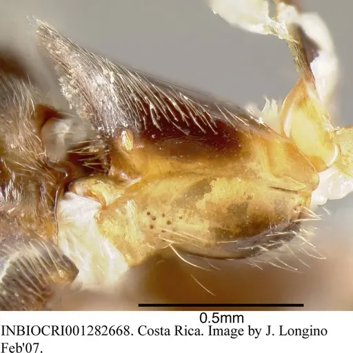 Azteca sericeasur specimen INBIOCRI001282668 image inbiocri001282668_1