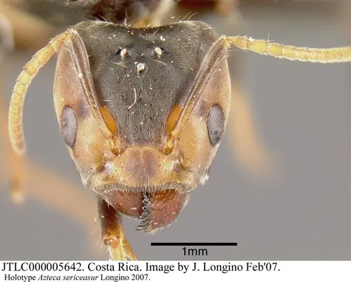 Azteca sericeasur specimen JTLC000005642 image jtlc000005642_1