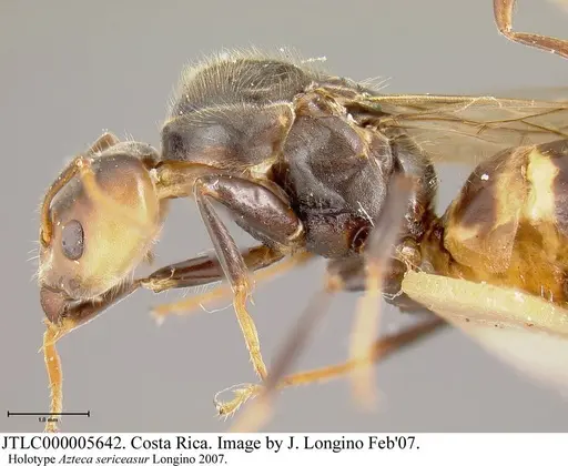 Azteca sericeasur specimen JTLC000005642 image jtlc000005642_2
