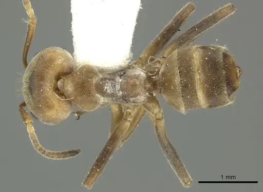 Azteca sericeasur specimen JTLC000005668 image jtlc000005668_1