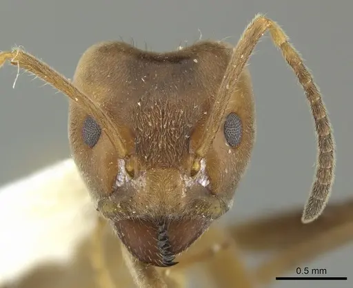 Azteca sericeasur specimen JTLC000005668 image jtlc000005668_2