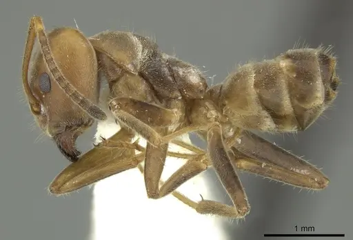 Azteca sericeasur specimen JTLC000005668 image jtlc000005668_3