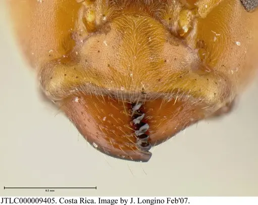 Azteca sericeasur specimen JTLC000009405 image jtlc000009405_1