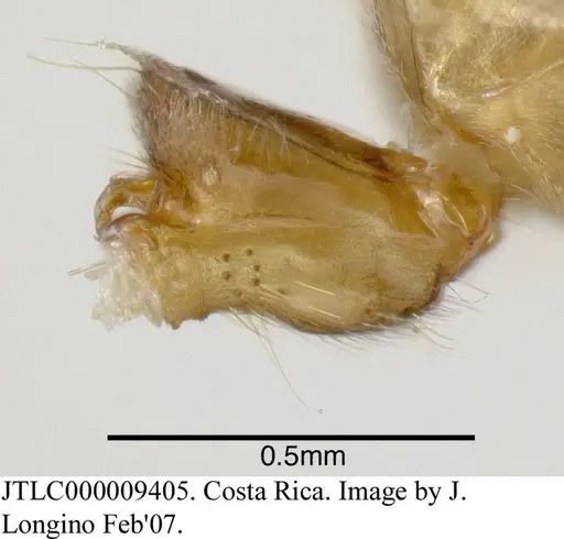 Azteca sericeasur specimen JTLC000009405 image jtlc000009405_2