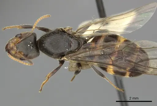 Azteca sericeasur specimen JTLC000009416 image jtlc000009416_1