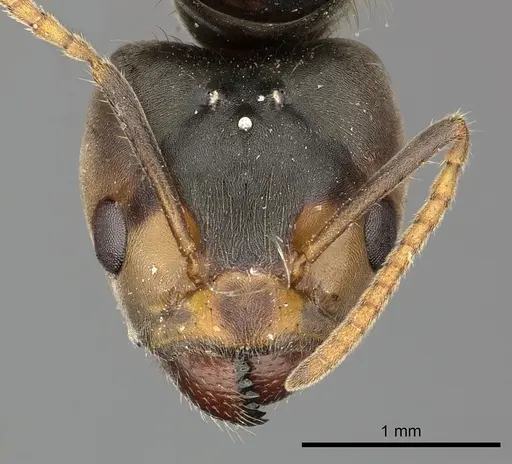 Azteca sericeasur specimen JTLC000009416 image jtlc000009416_2