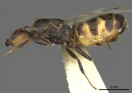 Azteca sericeasur specimen JTLC000009416 image jtlc000009416_3