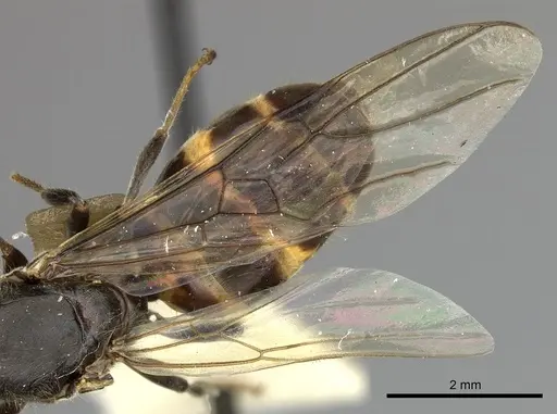 Azteca sericeasur specimen JTLC000009416 image jtlc000009416_4