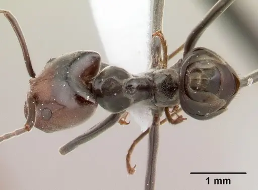 Azteca snellingi specimen CASENT0179543 image casent0179543_1