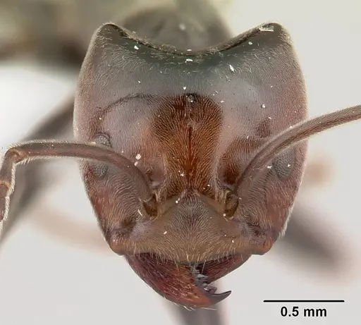 Azteca snellingi specimen CASENT0179543 image casent0179543_2