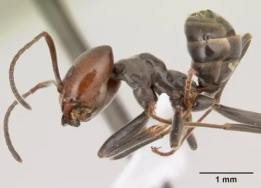 Azteca snellingi specimen CASENT0179543 image casent0179543_3