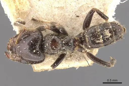 Azteca tachigaliae specimen CASENT0909675 image casent0909675_1