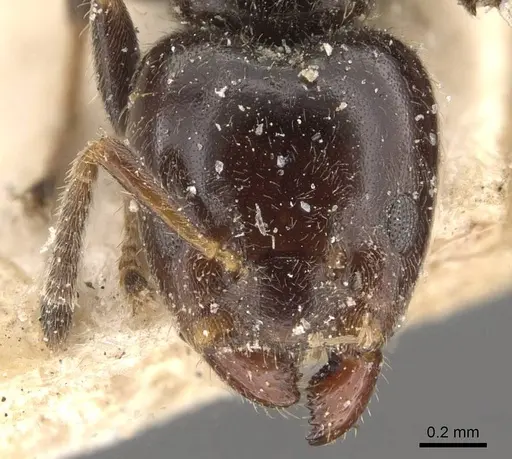 Azteca tachigaliae specimen CASENT0909675 image casent0909675_2