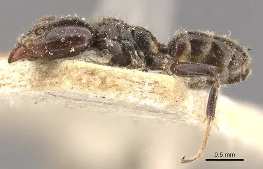 Azteca tachigaliae specimen CASENT0909675 image casent0909675_3