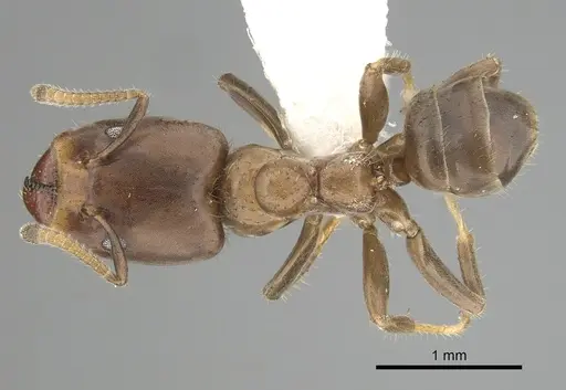 Azteca theresiae specimen CASENT0249551 image casent0249551_1