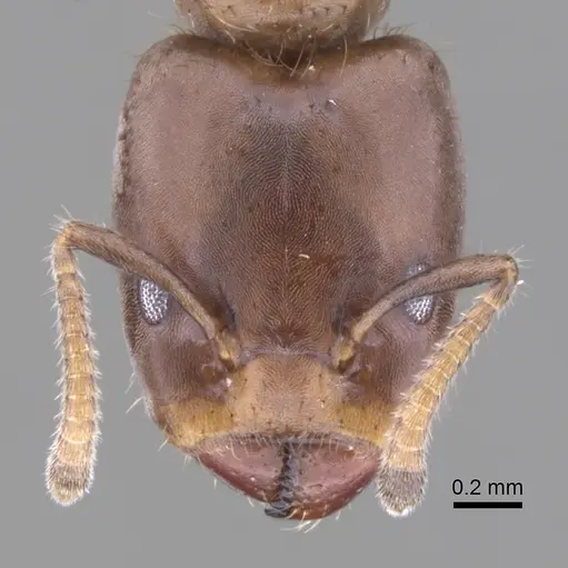 Azteca theresiae specimen CASENT0249551 image casent0249551_2