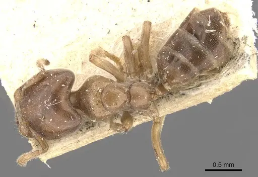 Azteca theresiae specimen CASENT0909676 image casent0909676_1