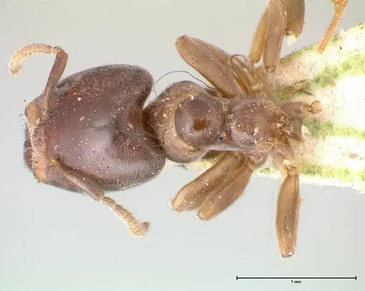 Azteca theresiae specimen FOCOL0538 image focol0538_1
