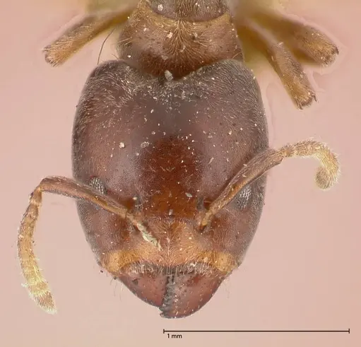 Azteca theresiae specimen FOCOL0538 image focol0538_2