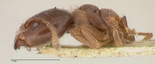 Azteca theresiae specimen FOCOL0538 image focol0538_3