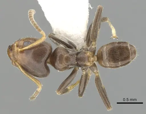 Azteca tonduzi specimen CASENT0249552 image casent0249552_1