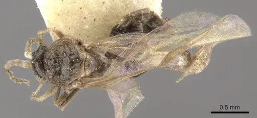 Azteca tonduzi specimen CASENT0903021 image casent0903021_1