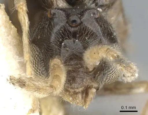 Azteca tonduzi specimen CASENT0903021 image casent0903021_2
