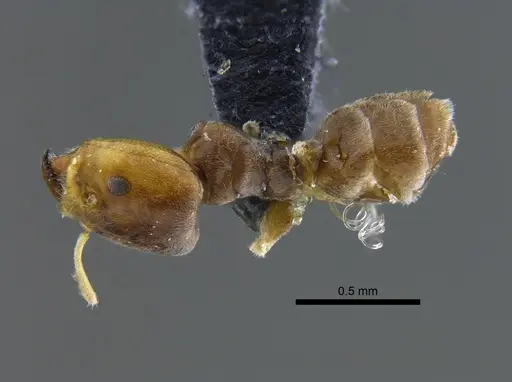 Azteca tonduzi specimen CBUMAGENT41842 image cbumagent41842_1