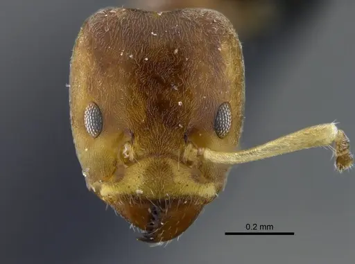 Azteca tonduzi specimen CBUMAGENT41842 image cbumagent41842_2