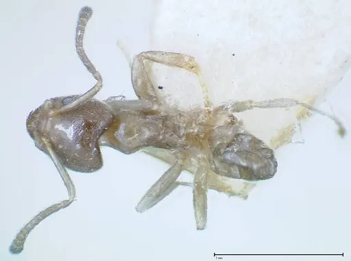 Azteca tonduzi specimen FOCOL0186-2 image focol0186-2_1