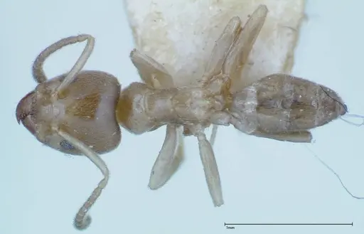 Azteca tonduzi specimen FOCOL0186-3 image focol0186-3_1