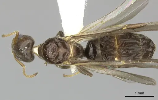 Azteca tonduzi specimen INB0003662434 image inb0003662434_1