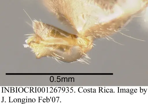 Azteca tonduzi specimen INBIOCRI001267935 image inbiocri001267935_1