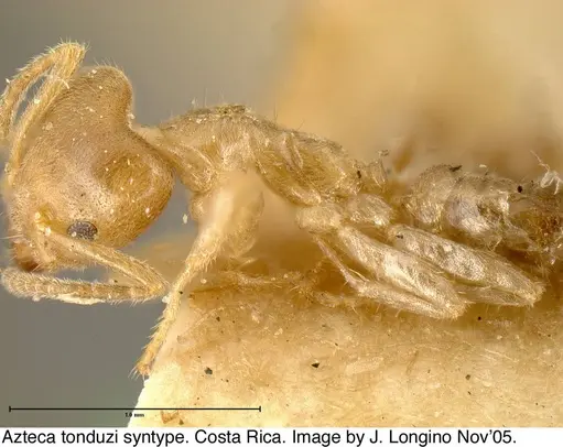 Azteca tonduzi specimen JTL073577 image jtl073577_2